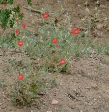 Globe mallow ranges in elevation from 3,000 to 8,000 feet. Sphaeralcea Ambigua Louis Hamilton Louis Hamilton Globe Mallow Santa Fe Botanical Garden