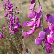 Image result for Polygala virgata