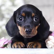 The dachshund, also known as teckel, dackel, badger and wiener dog, is well recognized for the breeds' distinct characteristics. 1 Dachshund Puppies For Sale By Uptown Puppies