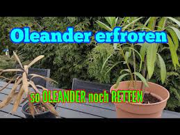 Hallo, meine oleander lasse ich immer möglichst lange draußen. Oleander Frostschaden So Konnt Ihr Euern Erfrorenen Oleander Retten Youtube