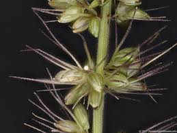 Image result for Setaria verticillata