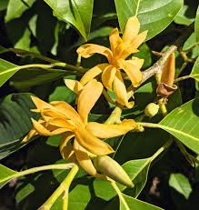 Image result for Magnolia champaca