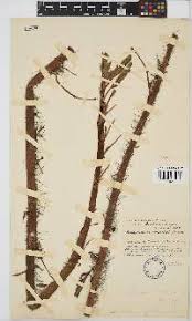 Image result for Aeschynomene tenuirama