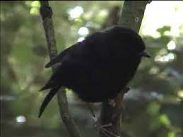 It is closely related to the south island robin (p. The Black Robin Youtube