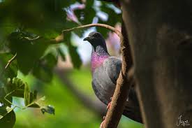 Bird With Red Neck The Red Neck Pigeon Pigeon Animal Lover Red