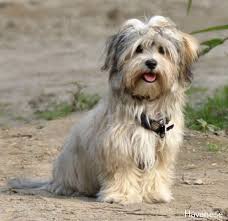 Havanese Zeichnung Havanese Puppies Havanese Best Dog Breeds