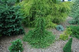 Norway spruce is one of the most economically important coniferous species in europe, where it is considerable quantities of norway spruce are imported into australia from scandinavia and other. Picea Abies Frohburg Frohburg Norway Spruce Conifer Trinomial American Conifer Society