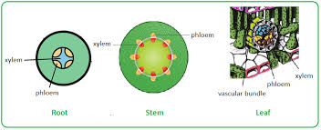 We did not find results for: Distribution Of Xylem And Phloem In Roots Stems And Leaves Biology Notes For Igcse 2014