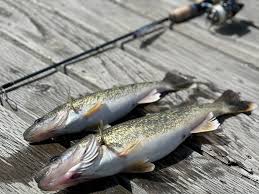 Sophia Bianco EroMe-vislumbre um mundo de prazeres