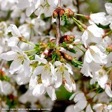 Cherry trees can be divided into two categories: Buy Affordable Snow Fountains Weeping Cherry Arbor Day Foundation Buy Trees Rain Forest Friendly Coffee Greeting Cards That Plant Trees Memorials And Celebrations With Trees And More