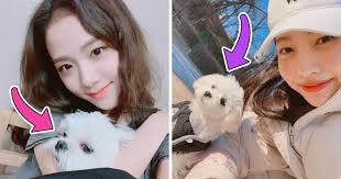 8 Idols Whose Little White Dogs Are The Most Adorable Lookalikes Koreaboo