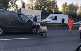 Nous avons commandé à plusieurs reprises chez allo mouton pour l'aid el adha et nous sommes plus que satisfait du service. L Image Fete De L Aid Un Mouton En Cavale Sur L Autoroute A3 En Seine Saint Denis Actu Seine Saint Denis