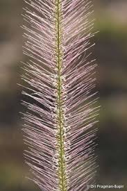 Image result for Perotis patens