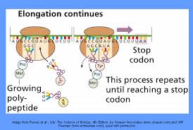 Protein Synthesis