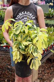 Image result for Schefflera