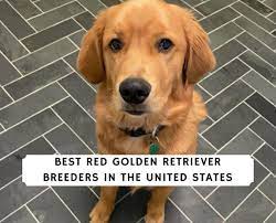 Maybe you would like to learn more about one of these? 8 Best Red Golden Retriever Breeders In The Usa 2021 We Love Doodles