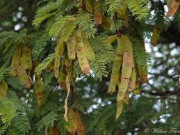 Image result for Albizia amara