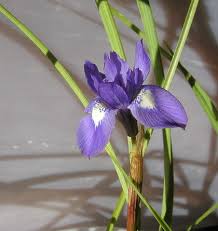 Image result for Moraea simulans