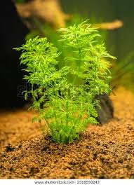 Image result for Limnophila