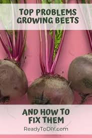 We did not find results for: Top Problems Growing Beets And How To Fix It Ready To Diy