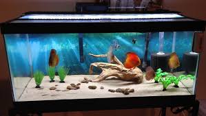 30 Gallon Aquarium Fish Suggestions Aquarium Fish Aquarium Discus Aquarium