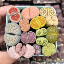 Image result for Lithops