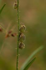 Image result for Crotalaria sphaerocarpa