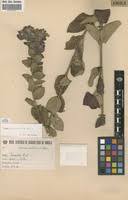 Image result for Tinnea apiculata