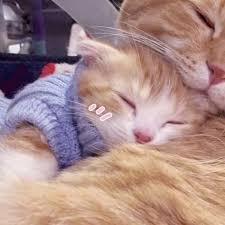 Kitty Matching Pfp In 2021 Cat Icon Cat Profile Cute Cats It is really intuitive and has been adopted by gamers across the globe, thanks to its robust and customizable nature. pinterest