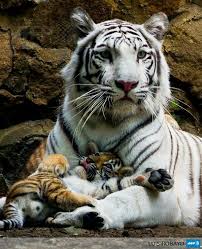 Pin Di Aritempio Su Animals Pinterest Cats Cute Animals E Animals