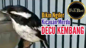 Ketika membeli burung pleci di kandang ombyokan pasti ada belasan atau bahkan sampai puluhan burung pleci yang di taruh dalam satu kandang, sebagai pembeli tentu kita berharap bisa mendapatkan pleci jantan. Download Decu Kembang Mp3 Mp4 3gp Flv Download Lagu Mp3 Gratis