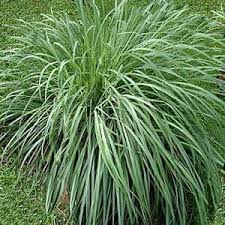 Image result for Cymbopogon nardus