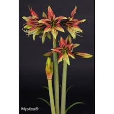 Jun 16, 2020 7:48 am. Mystica Cybister Amaryllis Amaryllis Kaufen Amaranth Amaryllis Com