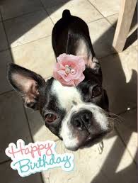 That Little Face Boston Terrier Dog Boston Terrier Love Boston Terrier