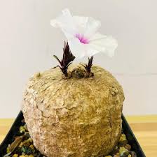 Image result for Ipomoea bolusiana