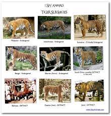 I Spy Animals Tiger Habitat Wild Cat Species Tiger Species