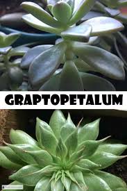 We did not find results for: Graptopetalum The Ghost Plant Of Mexico