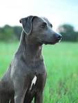 What Is a Lacy Dog (aka Blue Lacy)? | PetHelpful