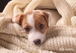 We did not find results for: My Dog Feels Cold And Trembles And Is Lethargic Barkibu Es