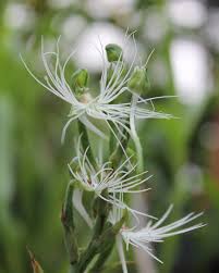 Image result for Habenaria macrandra