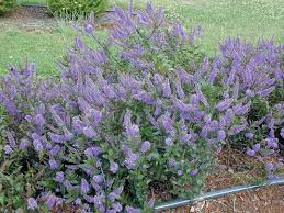 Image result for Hebe