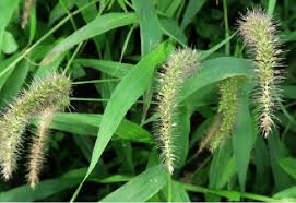Image result for Setaria atrata