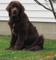 Did you know that we have homed a huge variety of breeds, including very rare ones, to over five thousand homes worldwide already, with trust and. Home Lakeview Gentle Giants
