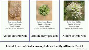 Image result for Alliaceae