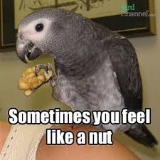 Share This Funny Bird Photo With Your Friends On Facebook And Twitter Bird Pet Birds African Grey Parrot
