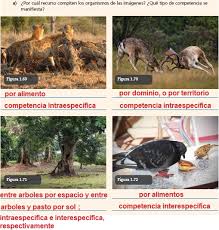 Paco el chato es un excelente cuento para poder leer 19 de septiembre del 2014. Las Interacciones Entre Los Organismos Ayuda Para Tu Tarea De Ciencias Y Tecnologia Biologia Sep Secundaria Primero Respuestas Y Explicaciones