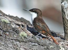 Image result for Pteronia acuminata