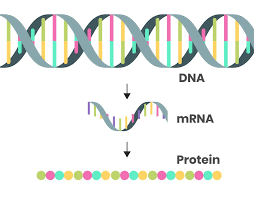 This illustrates the successes achieved with this type of nanoparticle to. What Is Mrna The Messenger Molecule That S Been In Every Living Cell For Billions Of Years Is The Key Ingredient In Some Covid 19 Vaccines