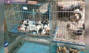 Our shops are currently in the process of reopening, with safety measures in place following. Pet Shops To Open After Lockdown Only