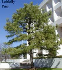 The south carolina forestry commission is proud to partner with commercial seedling provider arborgen on the production, sales and delivery of forest tree seedlings for sc landowners. Tree Pine Ncpedia